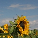 Tournesol